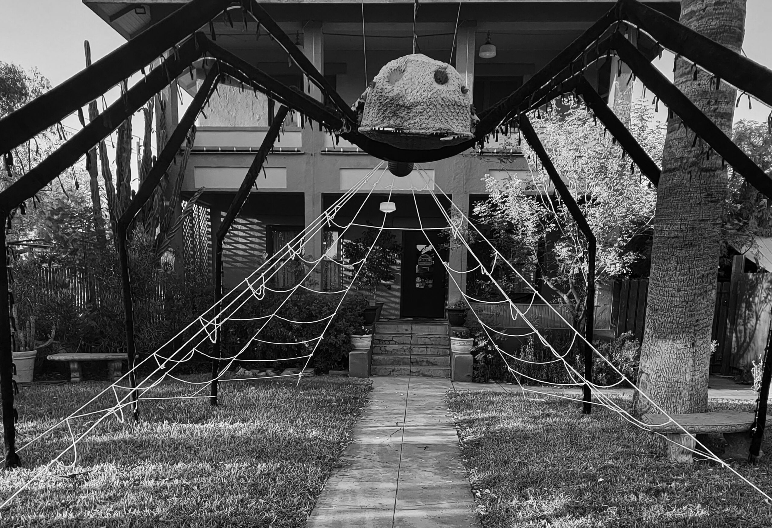 spider with web front BW